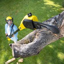 Best Lawn Maintenance Plans  in Healdsburg, CA