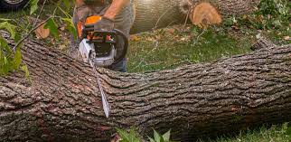 Best Hedge Trimming  in Healdsburg, CA