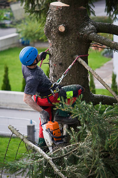 Best Lawn Mowing  in Healdsburg, CA