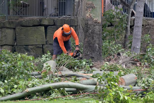  Healdsburg, CA Tree Care Services Pros