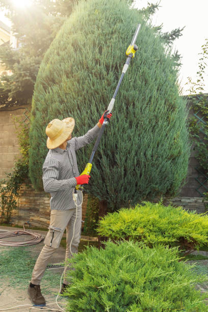 How Our Tree Care Process Works  in  Healdsburg, CA