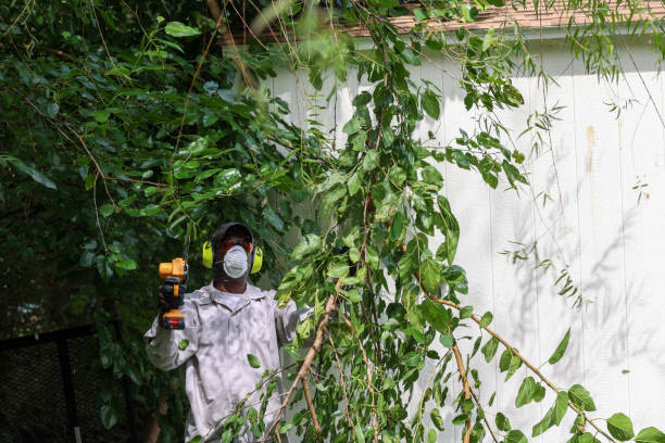 Best Storm Damage Tree Cleanup  in Healdsburg, CA