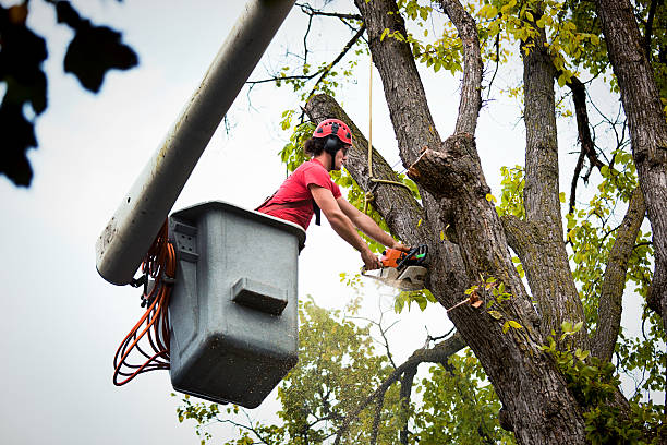 Best Tree Fertilization  in Healdsburg, CA