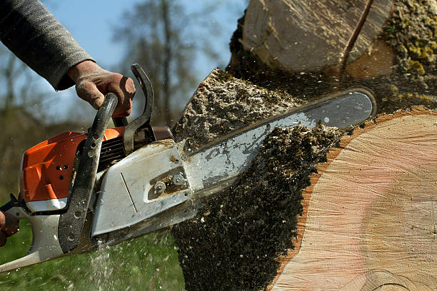 Best Tree Removal  in Healdsburg, CA